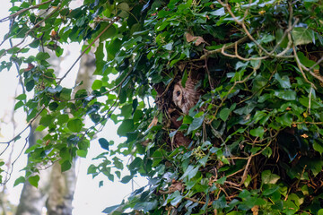 close-up of a Tawny Owl (Strix aluco) 