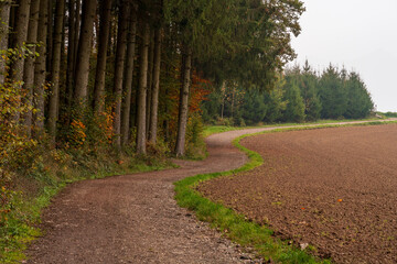 Obraz premium A walk though the Bavarian forest during autumn season when the leaves change to beautiful colors