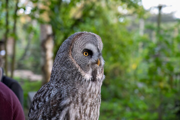 close-up of a great grey owl (Strix nebulosa) 