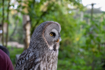 close-up of a great grey owl (Strix nebulosa) 