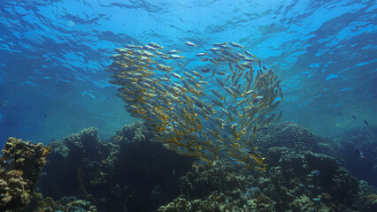 Artistic underwater photo of schools fish at coral reef. From a scuba dive in the Red Sea. Egypt. 
