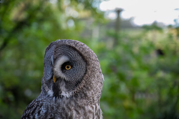 close-up of a great grey owl (Strix nebulosa) 