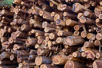 huge stack of freshly cut logs at the sawmill