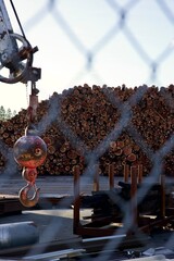 piles of freshly cut logs at the lumber yard