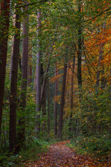 A walk though the Bavarian forest during autumn season when the leaves change to beautiful colors