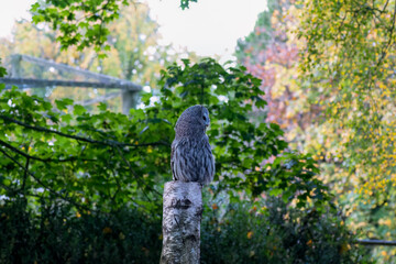 close-up of a great grey owl (Strix nebulosa) 