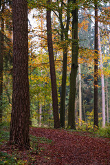 Fototapeta premium A walk though the Bavarian forest during autumn season when the leaves change to beautiful colors