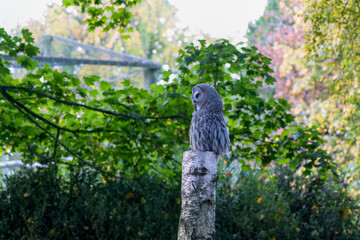 close-up of a great grey owl (Strix nebulosa) 