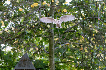 close-up of a barn owl (Tyto alba) in flight