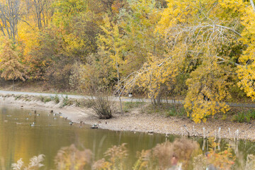 Tranquil autumn landscape along a serene lakeside path with vibrant fall foliage and ducks leisurely swimming
