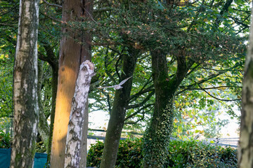 Fototapeta premium close-up of a barn owl (Tyto alba) in flight