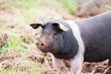 Portrait of a pig against a pale, grassy, muddy background 