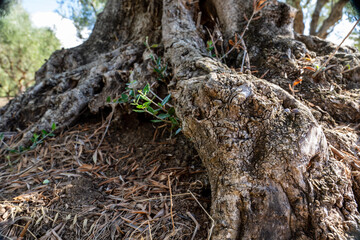 old olive trees the green gold of the Greeks