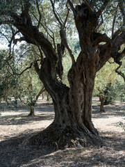 old olive trees the green gold of the Greeks