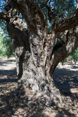 old olive trees the green gold of the Greeks