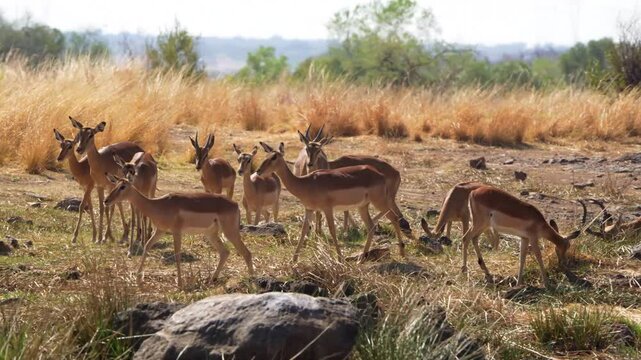 A 4K High Res clip of an impala standing gracefully beside a watering hole, capturing its alert posture and natural beauty in the wild. Taken during a Safari Game Drive in South Africa