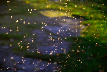 A swarm of flies in the afternoon sun.