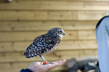 close-up of a burrowing owl (Athene cunicularia, shoco) on the palm of a human hand