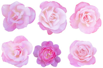 Six pale pink roses are blooming on white background.Photo with clipping path.