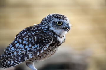 close-up of a burrowing owl (Athene cunicularia, shoco) on the palm of a human hand