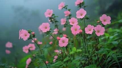 Obraz premium Blooming Pink Flowers Amidst Misty Atmosphere