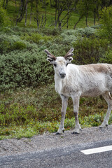 reindeer at the roadside