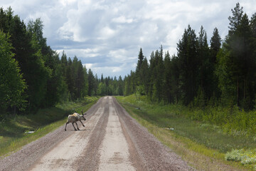 reindeer on the roadside