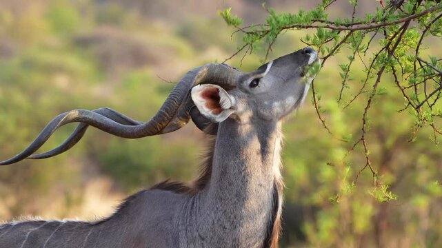 A stunning 4K High Res video clip of a male kudu with impressive, spiraled horns feeding on a green acacia tree, captured in the golden glow of the afternoon sun. Taken during a Safari Game Drive