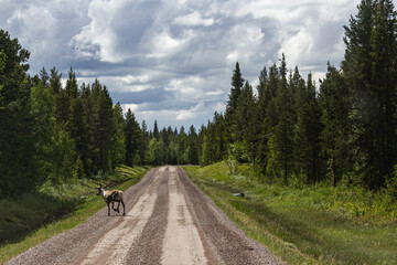 reindeer on the roadside