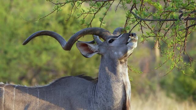 A stunning 4K High Res video clip of a male kudu with impressive, spiraled horns feeding on a green acacia tree, captured in the golden glow of the afternoon sun. Taken during a Safari Game Drive