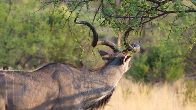 A stunning 4K High Res video clip of a male kudu with impressive, spiraled horns feeding on a green acacia tree, captured in the golden glow of the afternoon sun. Taken during a Safari Game Drive