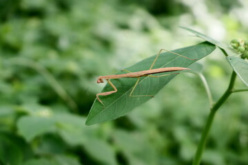 insects confused by the food supply caught during the day