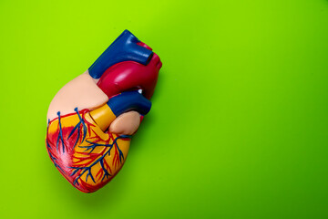 This series of close-up photographs vividly portrays a realistic anatomical heart model gently held...
