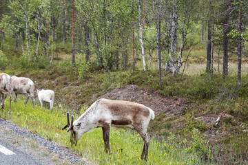 reindeer at the roadside
