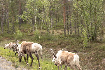 reindeer at the roadside