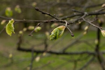 Pąki na drzewie © FotoWave Dawid Nowak