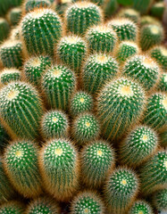 Fototapeta premium Cactus, Creative background design, focus on the pile of fresh Cactus
