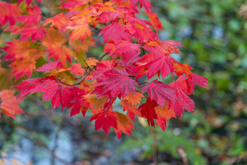 真っ赤な紅葉