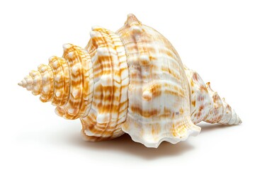 Fototapeta premium Beautiful seashell isolated on white background