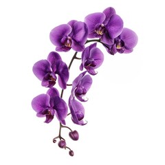 Fototapeta premium Purple orchid boque blossom flower petal.