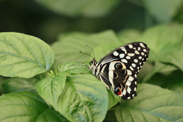 Close up black and white butterfly with geometric wings on a leaf