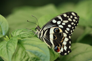 Close up black and white butterfly with geometric wings on a leaf