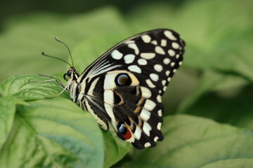 Close up black and white butterfly with geometric wings on a leaf