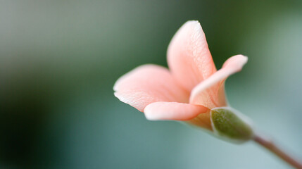 An up-close, macro shot of a flowering plant, the tiny petals gracefully curling around the center. Each color appears rich and pure, while the background blurs softly into green hues, lending a