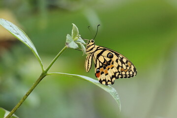 Obraz premium Close-Up of a Yellow Swallowtail Butterfly with Intricate Yelllow, Black and Orange Patterns on a Green Leaf