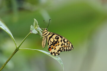 Close-Up of a Yellow Swallowtail Butterfly with Intricate Yelllow, Black and Orange Patterns on a Green Leaf