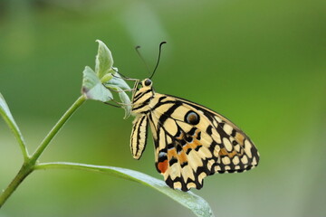 Close-Up of a Yellow Swallowtail Butterfly with Intricate Yelllow, Black and Orange Patterns on a Green Leaf