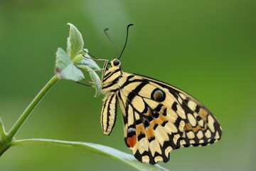 Close-Up of a Yellow Swallowtail Butterfly with Intricate Yelllow, Black and Orange Patterns on a Green Leaf