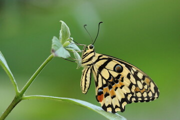 Fototapeta premium Close-Up of a Yellow Swallowtail Butterfly with Intricate Yelllow, Black and Orange Patterns on a Green Leaf