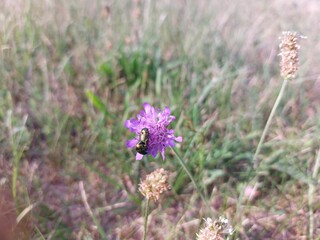 Bugs on the purple flower